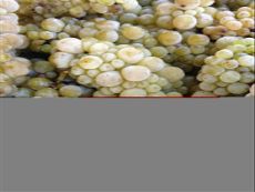 Frozen Chardonnay at Fraser Gallop