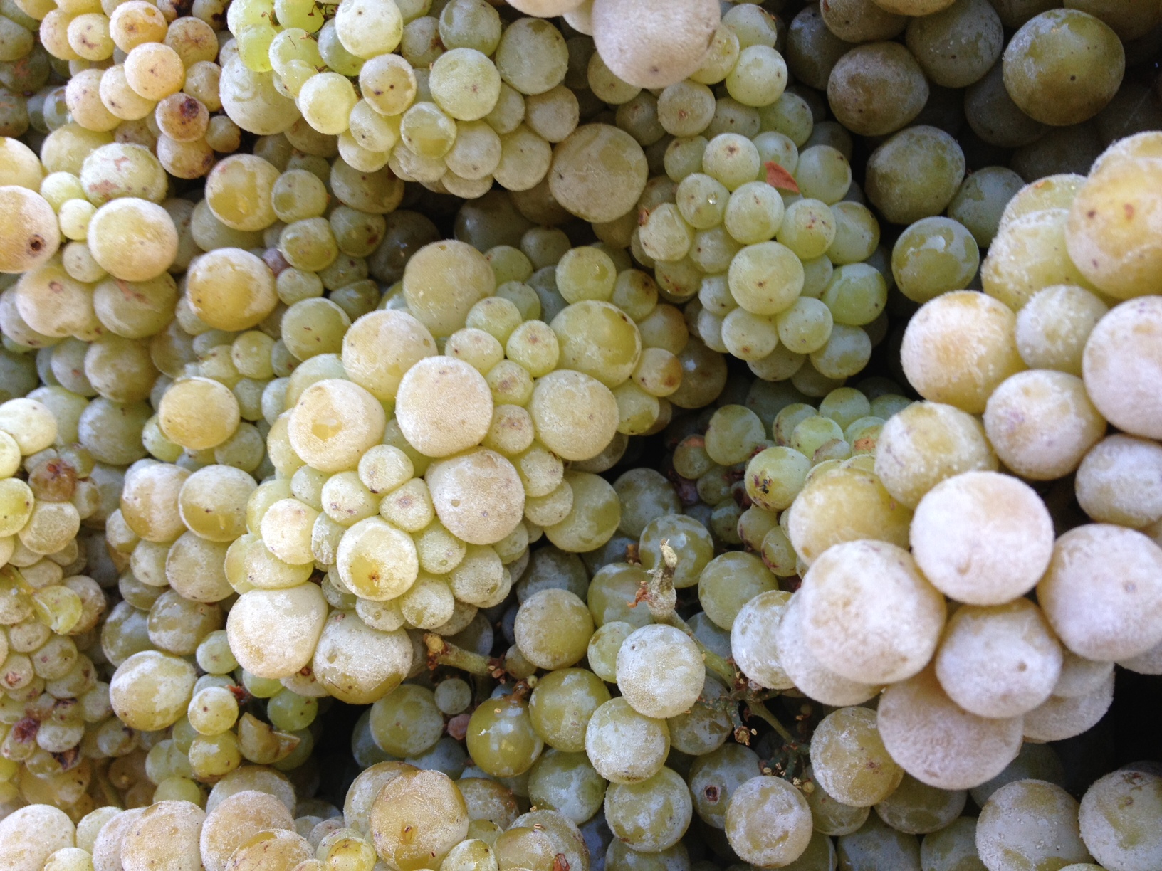 Frozen Chardonnay at Fraser Gallop