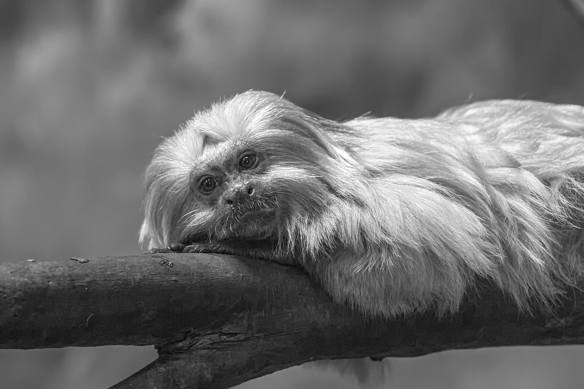 GuruShots - Monochrome Moments Jan 26