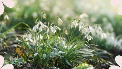 picture of snowdrops growing on grassy bed