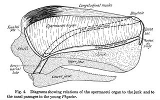 A diagram of structures inside a sperm whale's head, from "The spermaceti organ and nasal passages of the sperm whale (Physeter catodon) and other odontocetes" (1933).