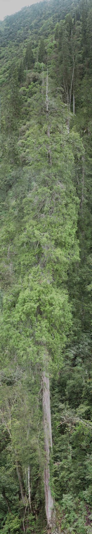 huge image showing the full length of the tallest tree in asia