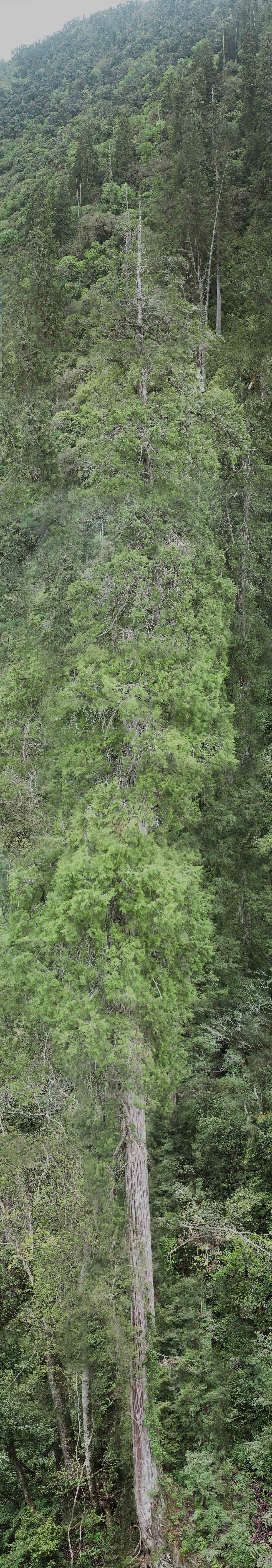 Yarlung Tsangpo: The private canyon on land hides a tree taller than the Statue of Liberty