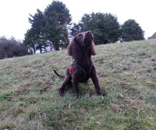 Wilf the cocker on a walk in Hampshire