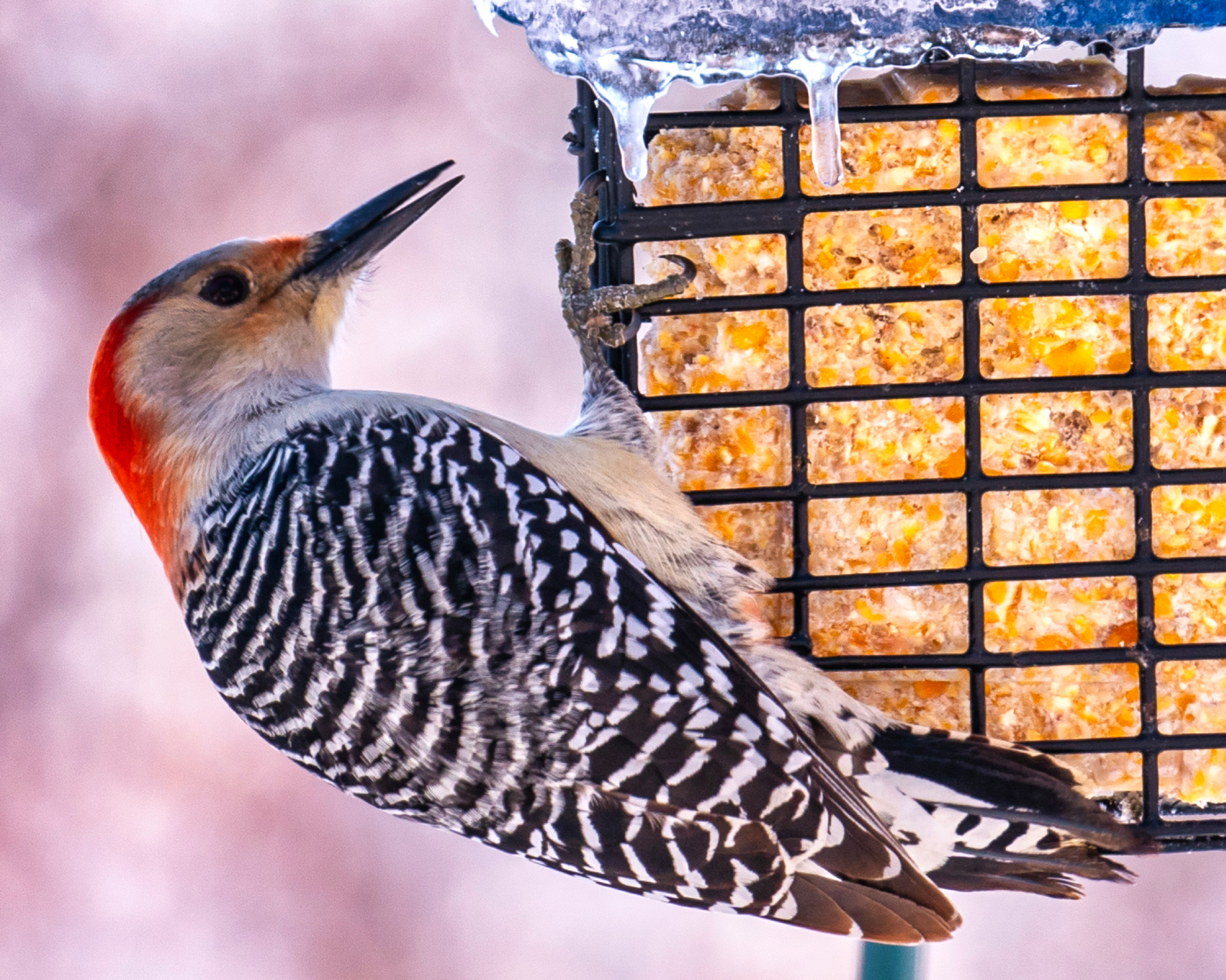 woodpecker on suet bird feeder