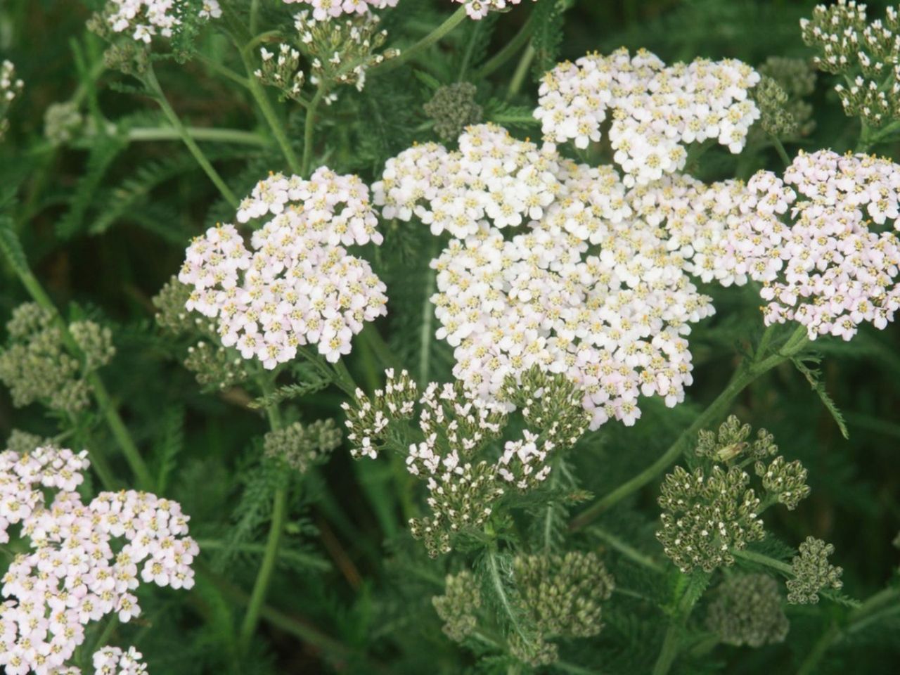 Yarrow Herb