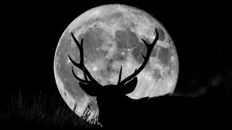 Buck Moon 2021, Wild Stag silhouetted with a full moon. English Peak District - stock photo