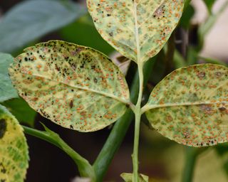 rose rust disease on leaves
