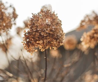 Hydrangea ready to deadhead