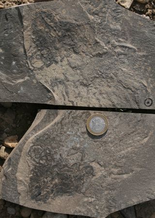 Mirror images on the top and bottom surface of a bedding plane of a complex coiled carbonaceous compression that may be algal in origin.