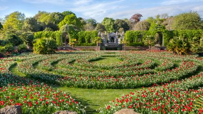 arundel castle gardens in spring labyrinth of red and white tulips
