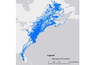 Map of tracking data shows eagles all over the mid-Atlantic states of Maryland, Virginia, Delaware, Pennsylvania and New Jersey, though coverage of other northeastern states and eastern Canada is considerable.