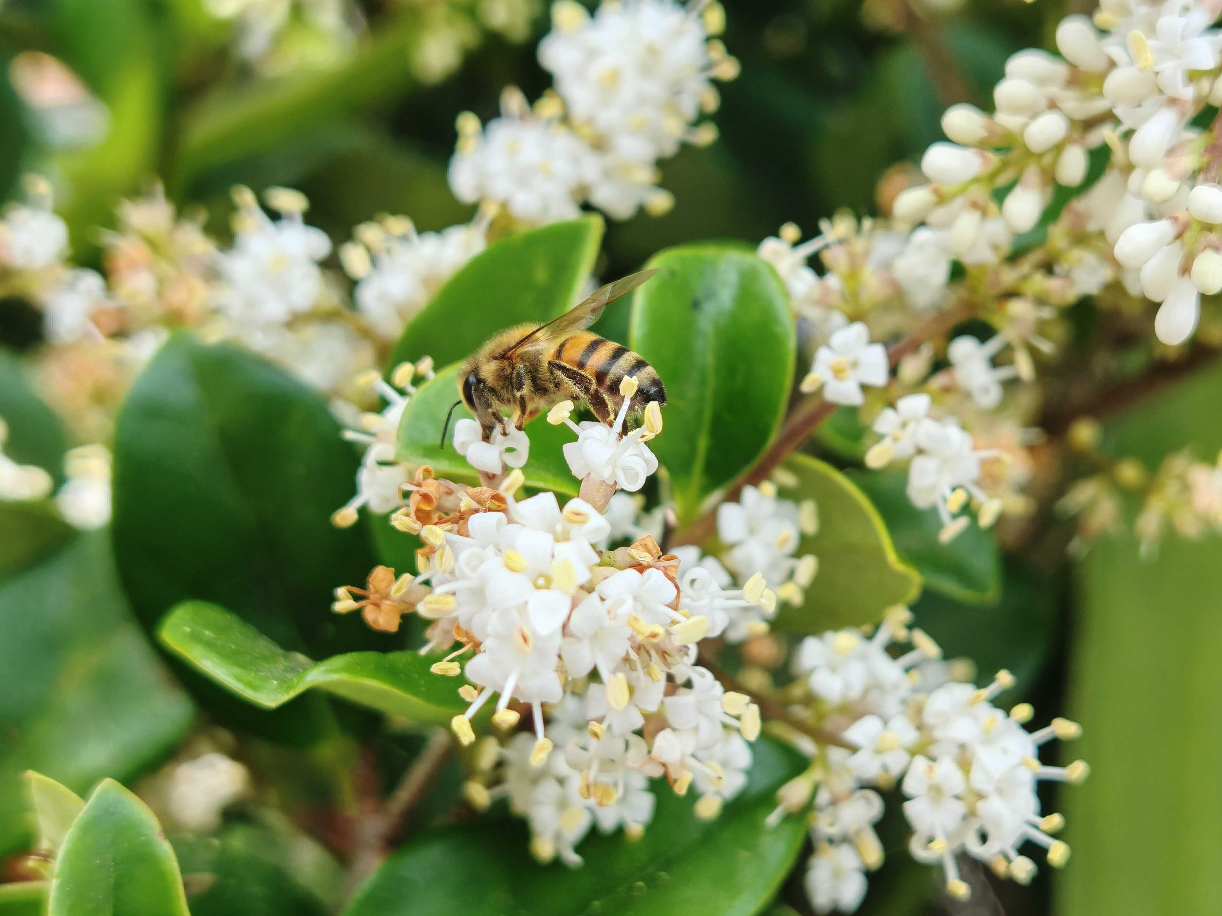 Close up of a bee on a flower