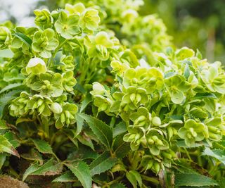 hellebore plant with clusters of green flowers