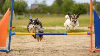 2 dogs doing agility training