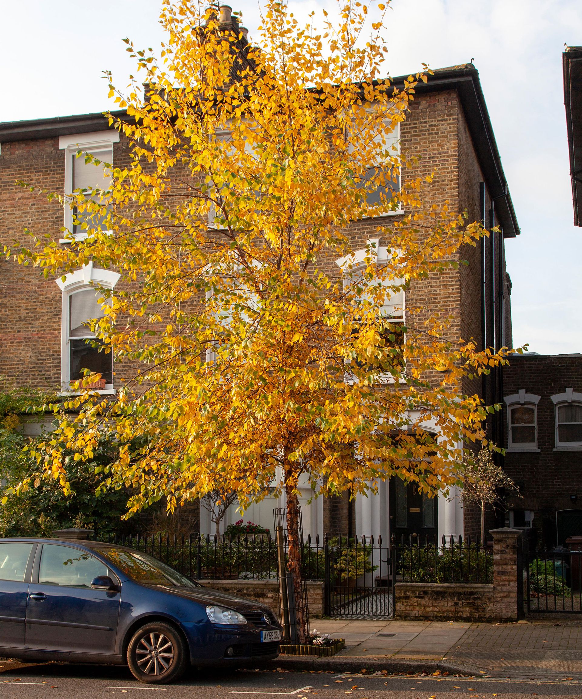 Best backyard trees 10 choices for yards big or small Gardeningetc