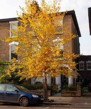 River Birch (Betula nigra) outside the front of a house