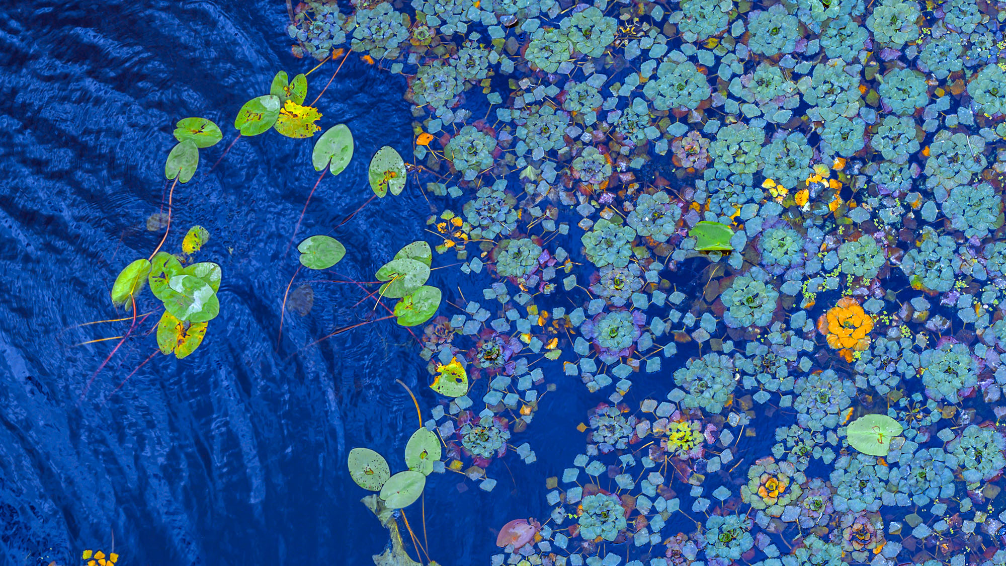 Algae and water flora in a lake