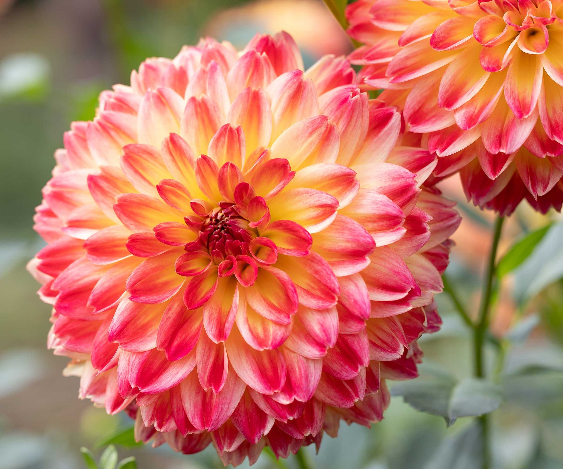 orange dahlias close-up