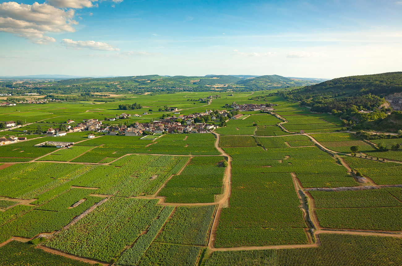 Chasssagne-Montrachet premiers crus