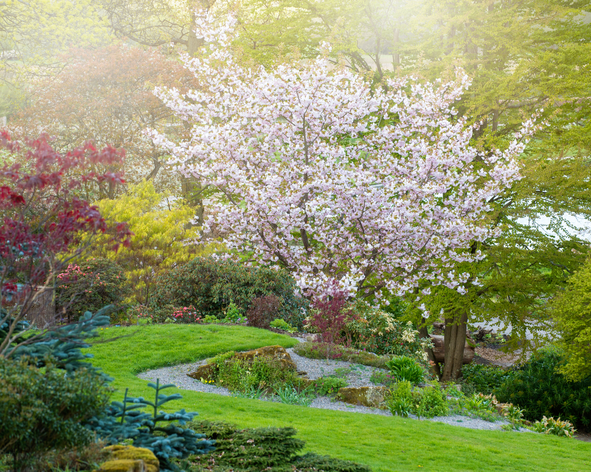 Beautiful ornamental cherry tree in garden