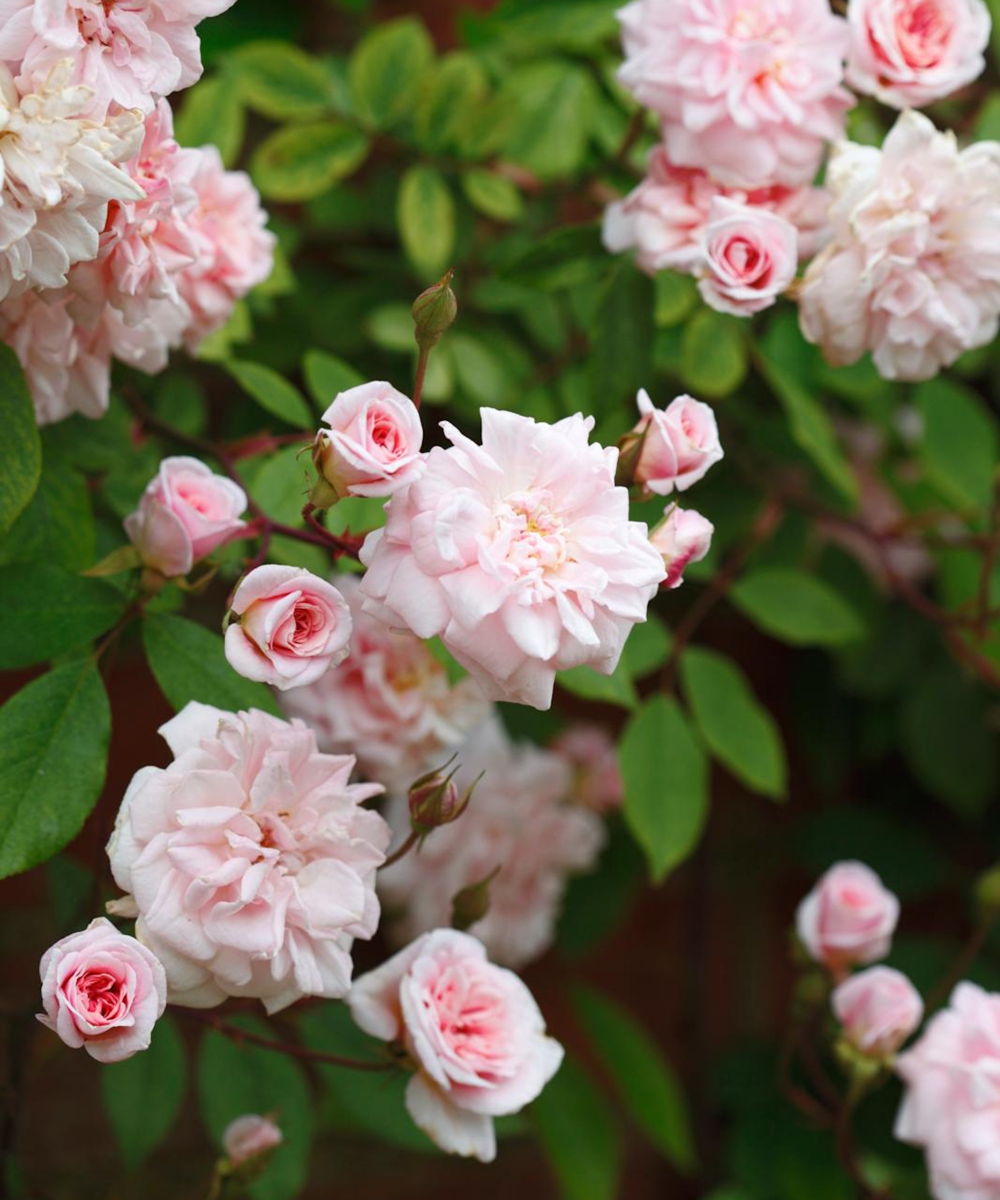 Pink rambling rose