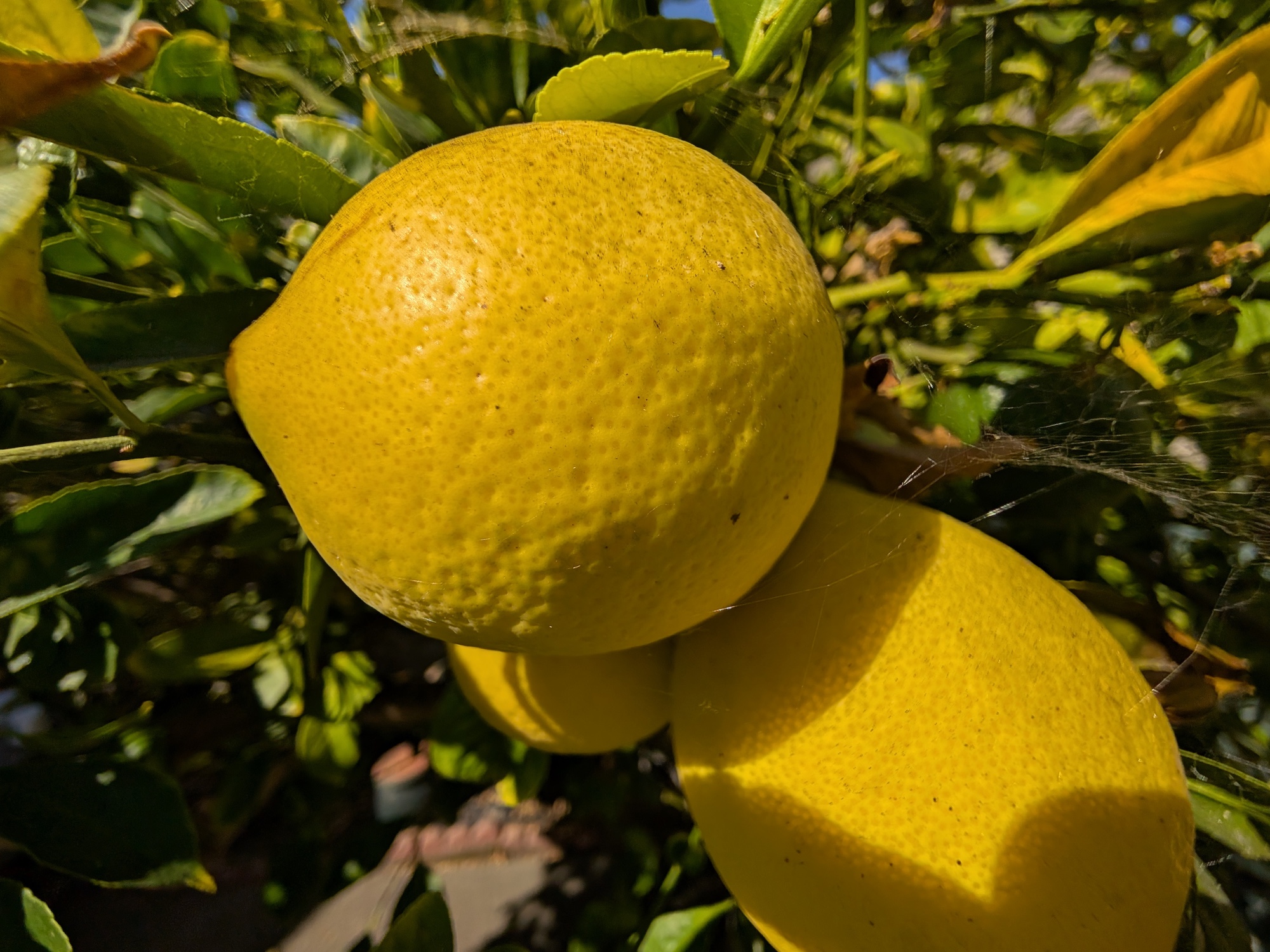 lemon macro by pixel 9 pro