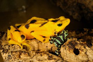 Panamanian golden frog with toadlet