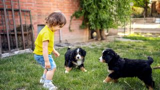two puppies play with a young child outside
