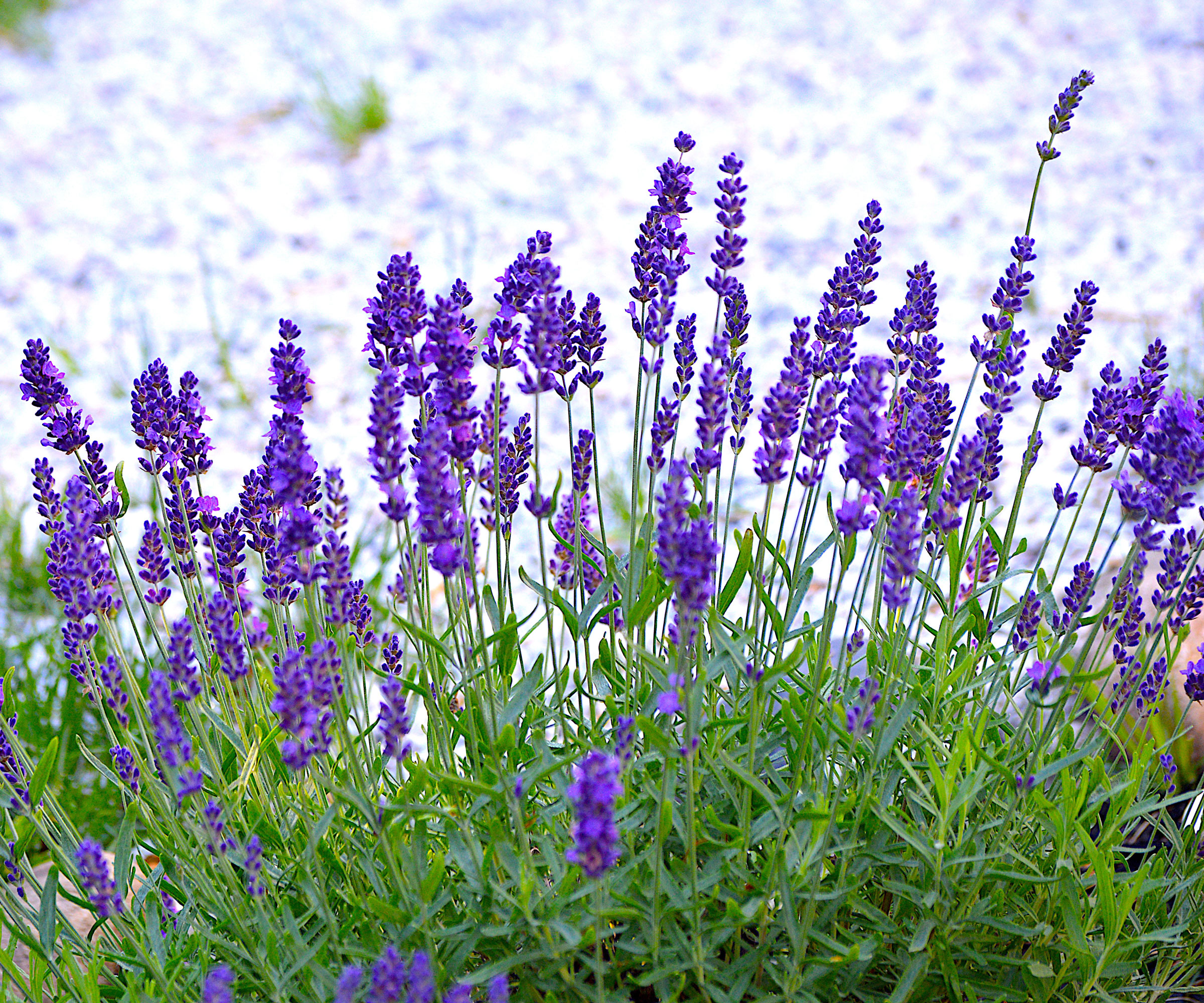 lavender plant with purple flowers near chalky earth