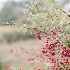 A hawthorn hedge with red berries