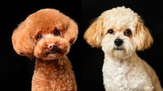 Toy poodle vs Maltipoo on black background