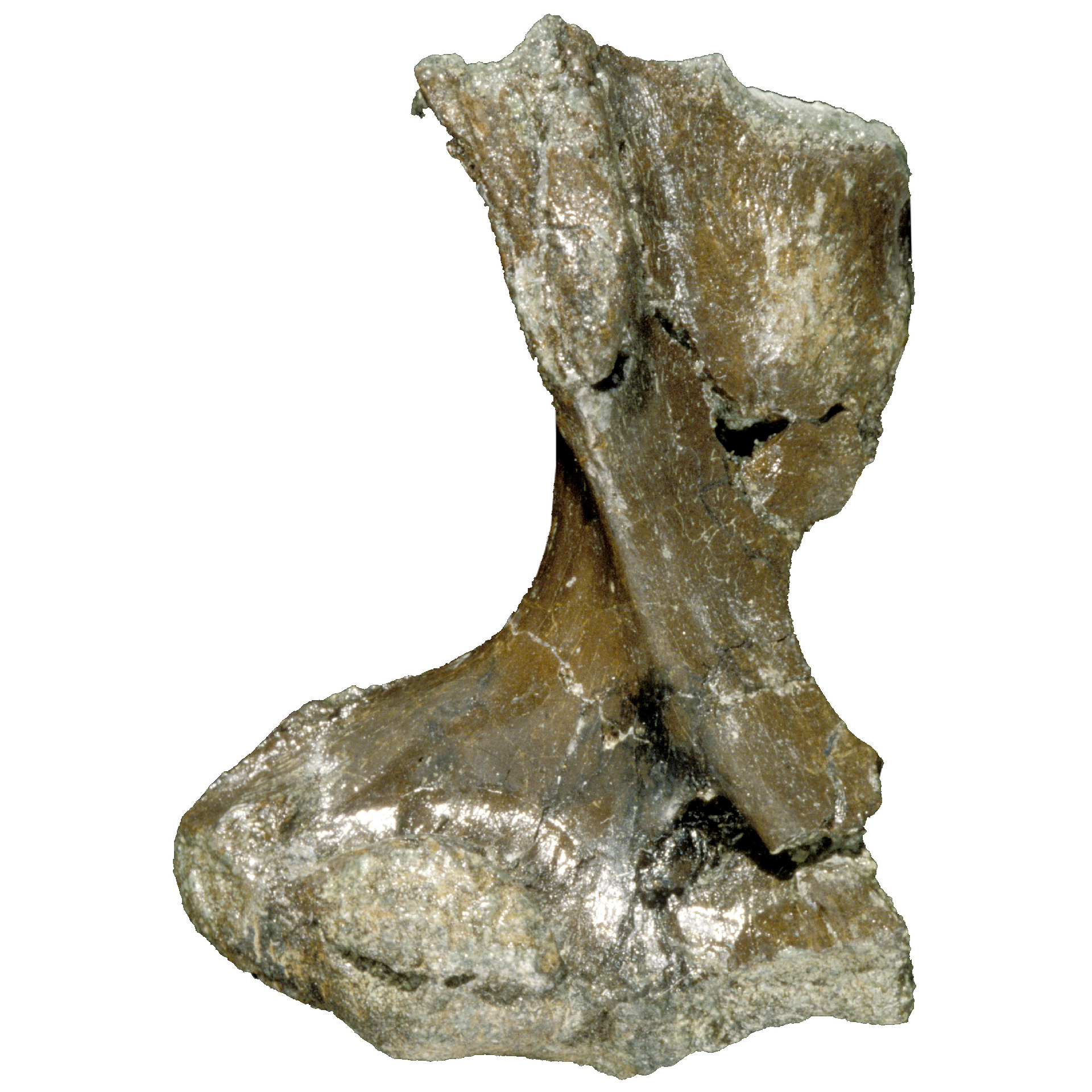 a fossilized echidna bone