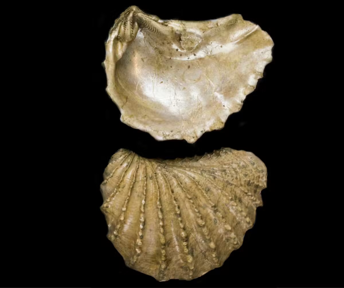 a close-up of both sides of a bivalve fossils
