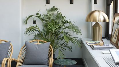 Large kentia palm in a container in a modern conservatory