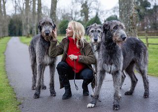 irish wolfhound