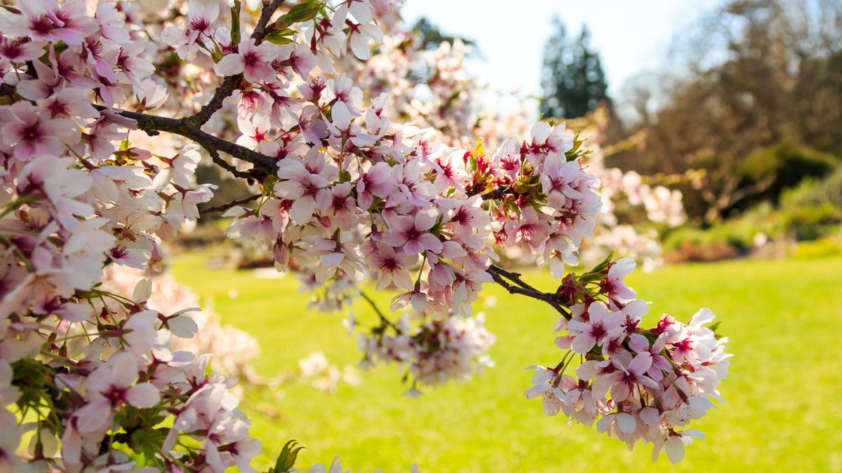 The 7 best blossom trees to plant in March for big fluffy springtime blooms