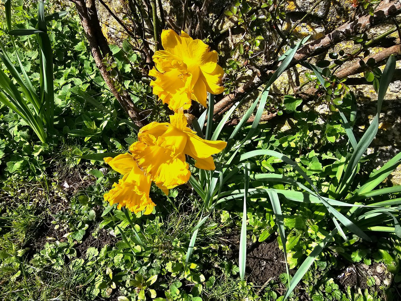 A green nature scene taken with a Samsung Galaxy S23 Ultra camera