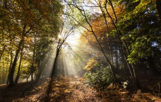 Sunbeams bursting through misty autumnal woodland, Limpsfield Chart, Oxted, Surrey, England, United Kingdom, Europe