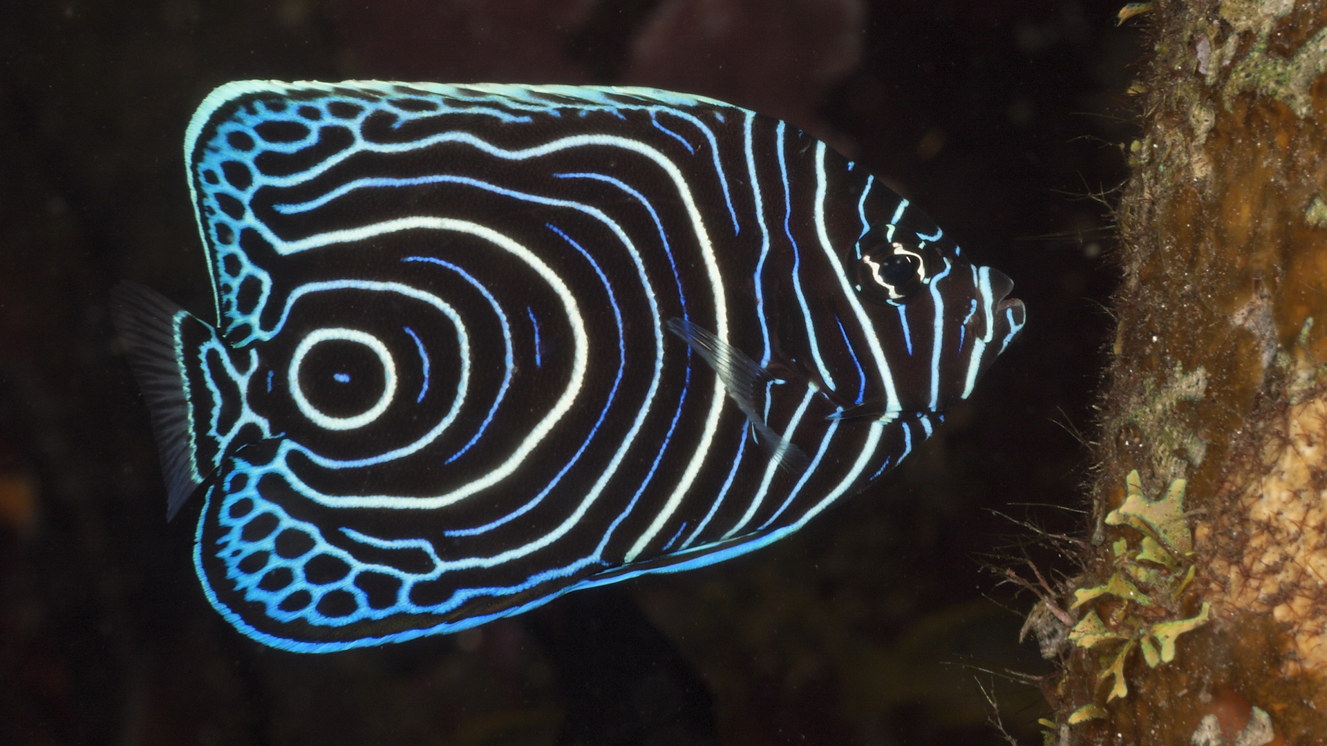 Emperor angelfish juvenile