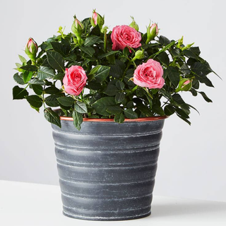 A grey bucket-style plant pot filled with pink roses and foliage