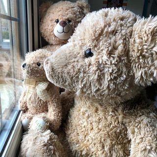 bears in windows