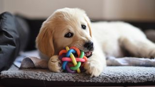 A puppy chewing on a toy