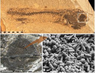 Fossilized structures containing the pigment melanin in the remains of a 54-million-year-old fish.