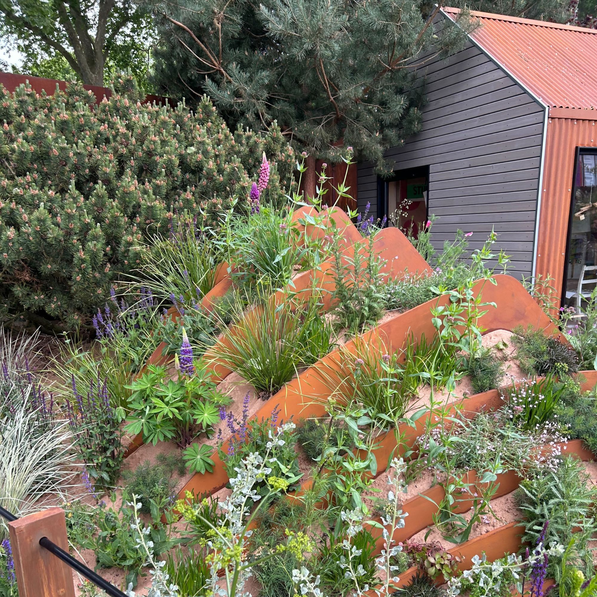 Plants growing in sand in The Hospitalfield Arts Garden at the RHS Chelsea Flower Show 2025