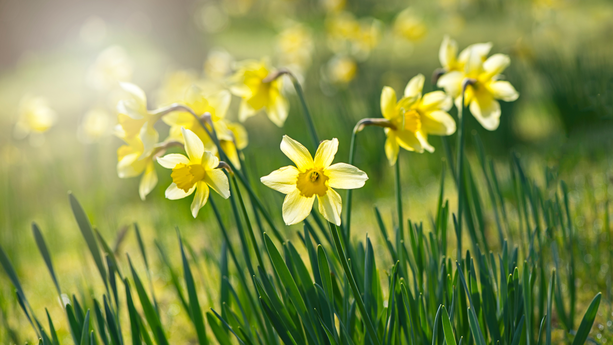 yellow daffodils in spring sunshine