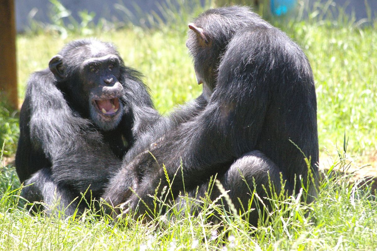 Chimps playing together