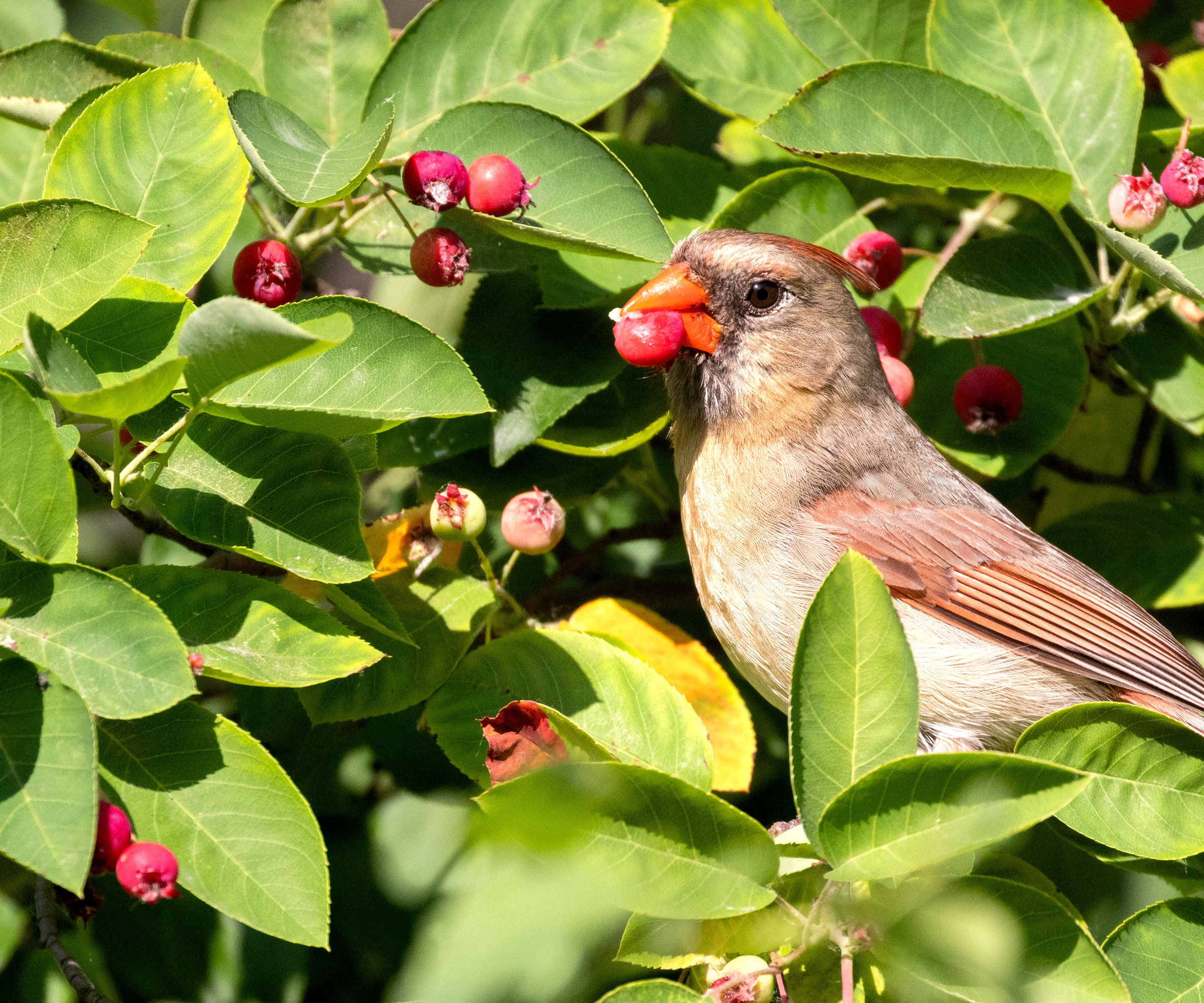 cardinal eating red berries on serviceberry shrub
