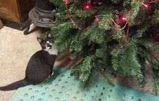 Kitten-tree.jpg