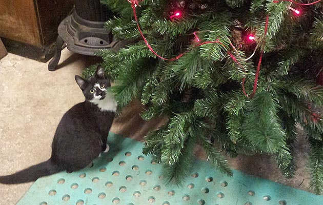 Kitten-tree.jpg